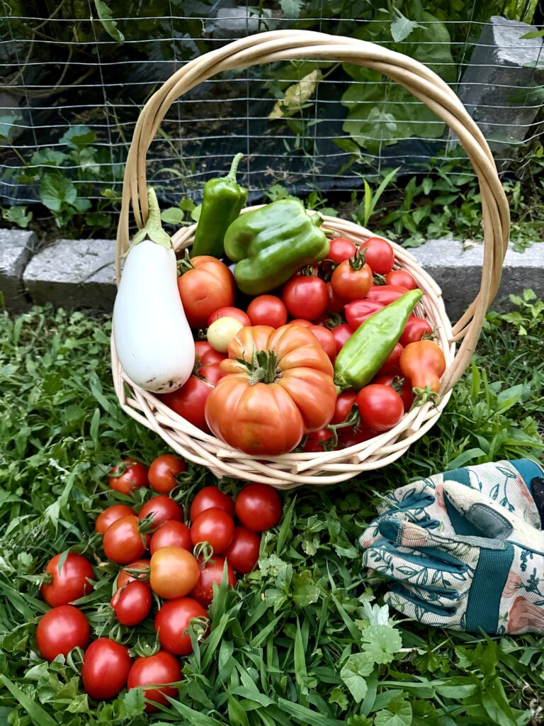 A wooden basket of tomatoes, peppers, and eggplants picked at the TTG in July of 2026.